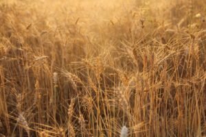 Golden wheat field at sunrise