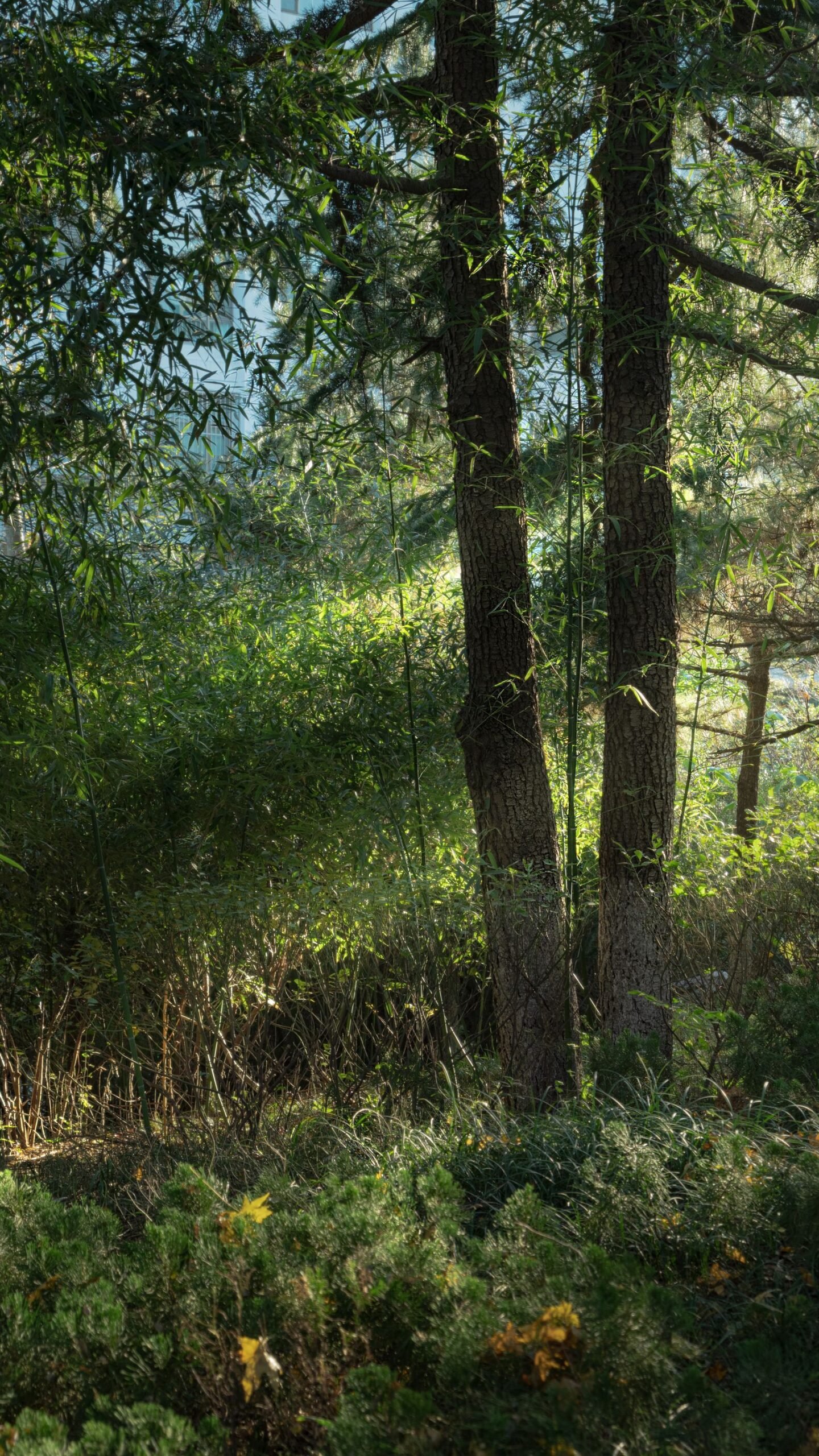 Sunlight filtering peacefully through forest trees